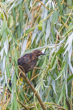 Young Eurasian Blackbird perched among willow branches with damp fluffed feathers in green foliage