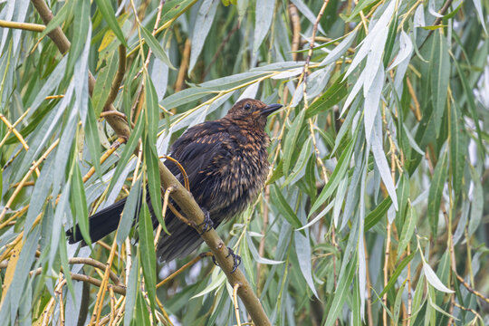 Young Eurasian Blackbird perched among willow branches with damp fluffed feathers in green foliage