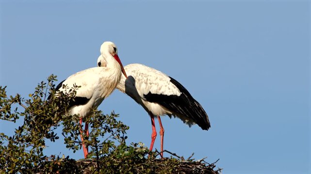 couple of white storks rattle high in the crown of a stone oak 032
