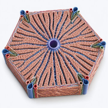 Hexagonal Liver Lobule Scientific Anatomy Illustration
