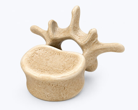 Detailed Lumbar Vertebra Anatomical Bone Render