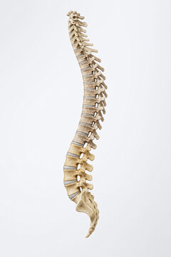 Human Vertebral Column Side Profile Scientific Illustration