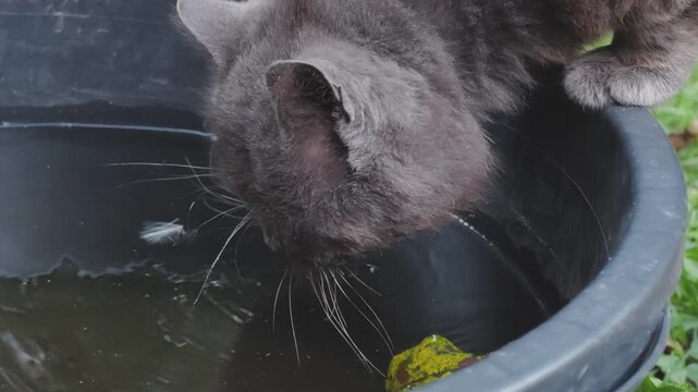 Close up of a domestic gray cat drinking from a black plastic bucket in a garden. Thirsty adorable pet quenching its thirst outdoors