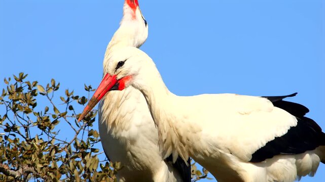couple of white storks, Ciconia ciconia, rattling on tree nest, portrait 067
