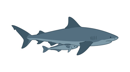 Naklejka premium Giant Shark Swimming Next To Tiny Fish Isolated
