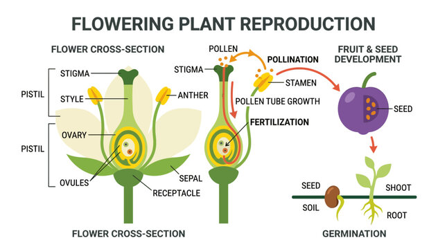 Flowering Plant Reproduction Diagram: Cross-section, Pollination, Fertilization, Germination