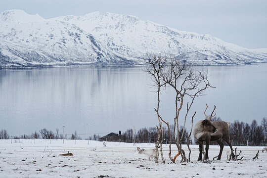 Alce e paesaggio a Tromso in Norvegia