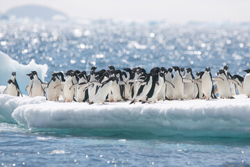 Group of Adelie penguins on an iceberg near Antarctica © willtu