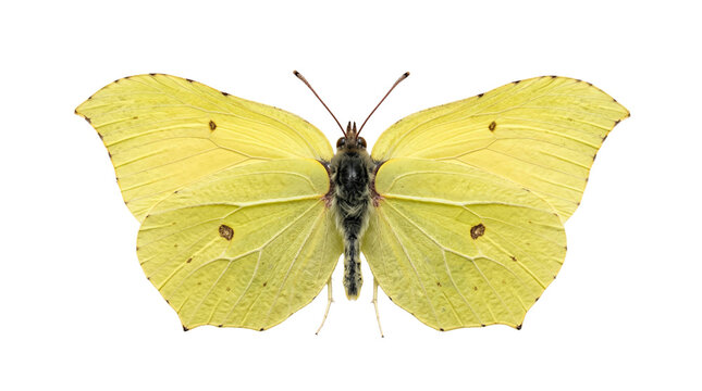 Beautiful yellow brimstone butterfly isolated on transparent background.