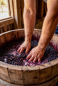 Man crushing grapes for wine in wooden barrel inside rustic winery