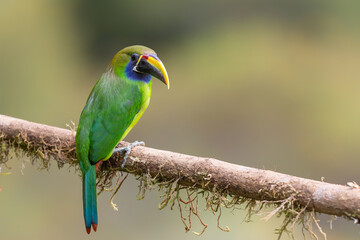 Naklejka premium Blue-throated Toucanet (Aulacorhynchus caeruleogularis) perched on a branch in the Talamanca Mountains, San Gerardo de Dota, Costa Rica