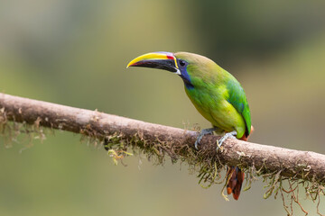 Naklejka premium Blue-throated Toucanet (Aulacorhynchus caeruleogularis) perched on a branch in the Talamanca Mountains, San Gerardo de Dota, Costa Rica