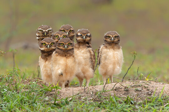 Burrowing owl (Athene cunicularia). One of the parents and the small chicks standing on the burrow in a field in the North Pantanal in Brazil 