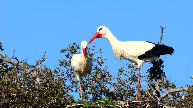 couple of white storks, Ciconia ciconia, rattling on the tree nest 956 

