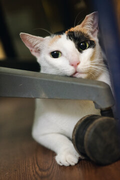 Funny cute cat under chair with wheels looking at camera indoors
