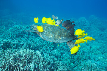 Green sea turtle swimming with fish near Hawaii © willtu