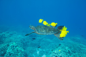 Green sea turtle swimming with fish near Hawaii © willtu