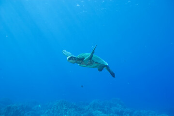 Green sea turtle swimming near Hawaii © willtu