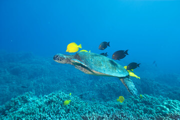 Green sea turtle swimming with fish near Hawaii © willtu