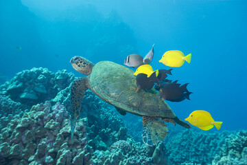 Green sea turtle swimming with fish near Hawaii © willtu