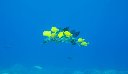 Green sea turtle swimming with fish near Hawaii © willtu