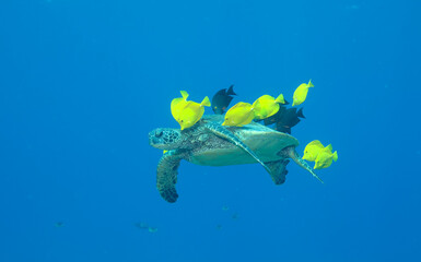 Green sea turtle swimming with fish near Hawaii © willtu
