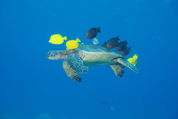 Green sea turtle swimming with fish near Hawaii © willtu