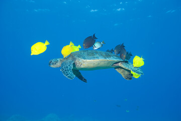 Green sea turtle swimming with fish near Hawaii © willtu