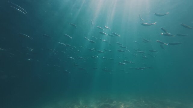 Underwater view of the school of fish swimming in the sea near the island of Ilha Grande in Brazil