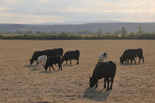 Cattle herd on severely parched pasture below distant hills at sunrise &mdash; drought, forage scarcity and extensive livestock farming