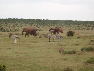 elephants and zebras © Amelia