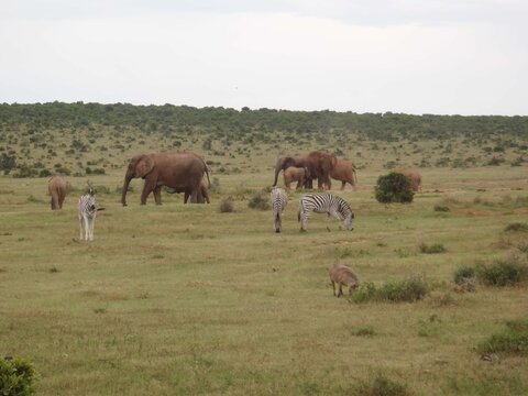elephants and zebras