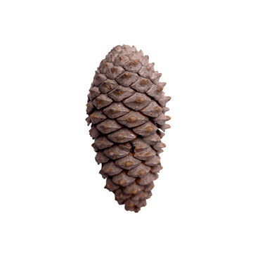 Single brown pine cone isolated on transparent background, detailed conifer seed cone cutout