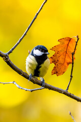Great Tit Sitting On Branch In Autumn © tan4ikk