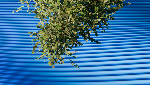 Green tree branch against a blue corrugated metal wall