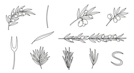 Fototapeta premium Black and white olive and rosemary branch sketches.