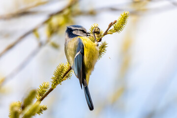 Blue Tit Eating © tan4ikk