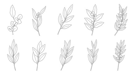 Fototapeta premium Botanical foliage and plant branch line art set.