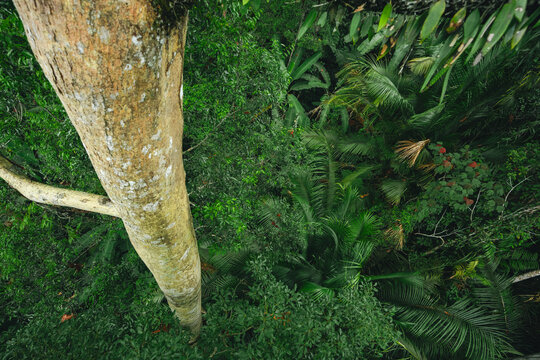 Earth Day eco concept with tropical forest background, natural forestation preservation scene with canopy tree in the wild, concept on sustainability and environmental renewable