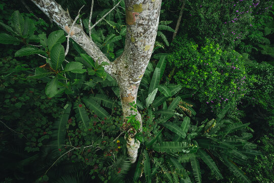 Earth Day eco concept with tropical forest background, natural forestation preservation scene with canopy tree in the wild, concept on sustainability and environmental renewable