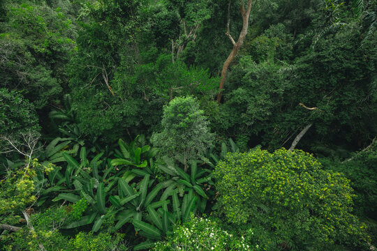 Earth Day eco concept with tropical forest background, natural forestation preservation scene with canopy tree in the wild, concept on sustainability and environmental renewable