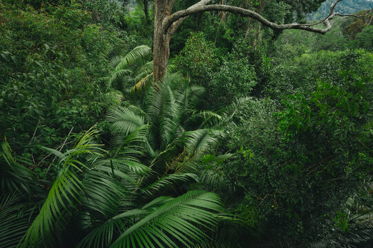 Earth Day eco concept with tropical forest background, natural forestation preservation scene with canopy tree in the wild, concept on sustainability and environmental renewable