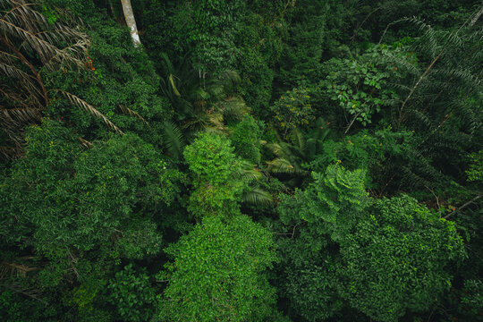 Earth Day eco concept with tropical forest background, natural forestation preservation scene with canopy tree in the wild, concept on sustainability and environmental renewable