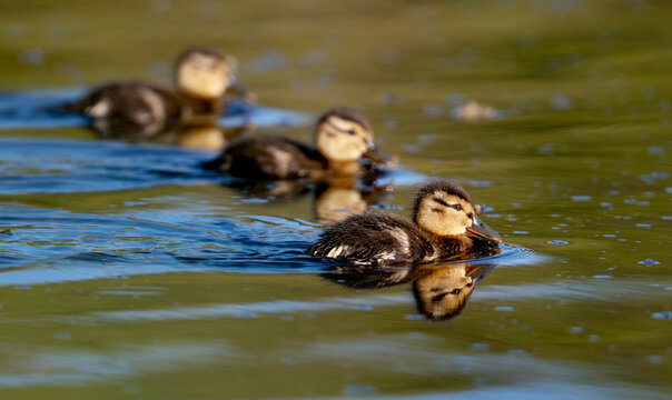 Three Ducklings Are Swimming