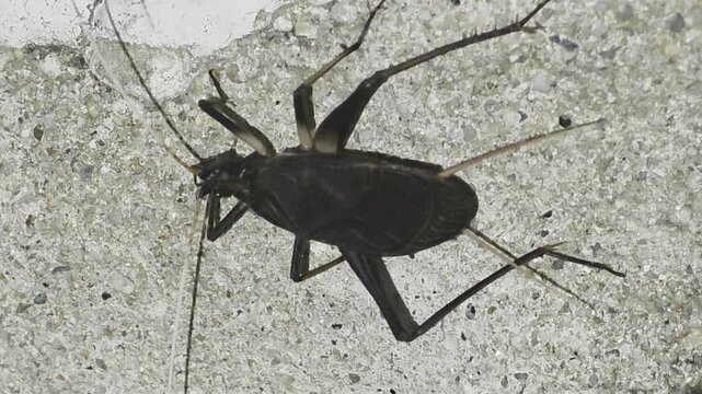 Bell Cricket Stopping Chirping and Folding Its Wings Down

