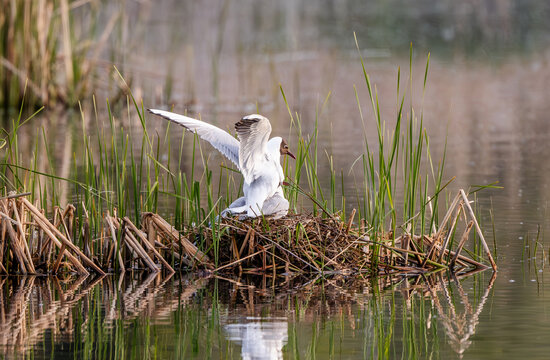 Pair Of Lake Gulls Is Mating