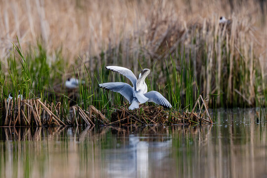 Pair Of Lake Gulls Is Mating