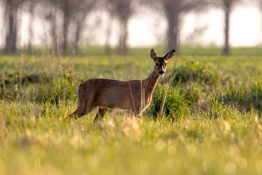 Deer Standing Among Trees