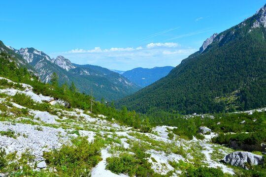 Rocky alpine landscape with bushes and low trees above the forest covered Krnica valley in Julian alps, Gorenjska, Slovenia