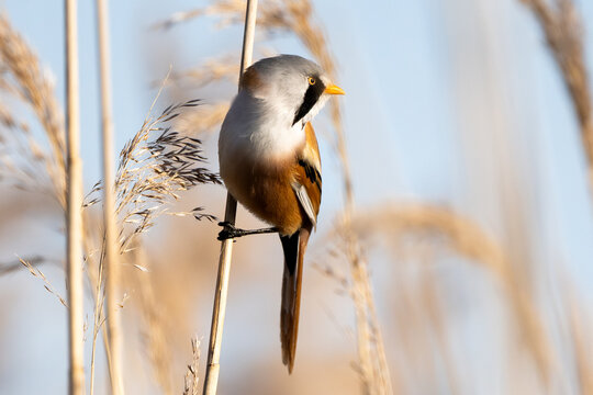 Male Bearded Reedling In Action
